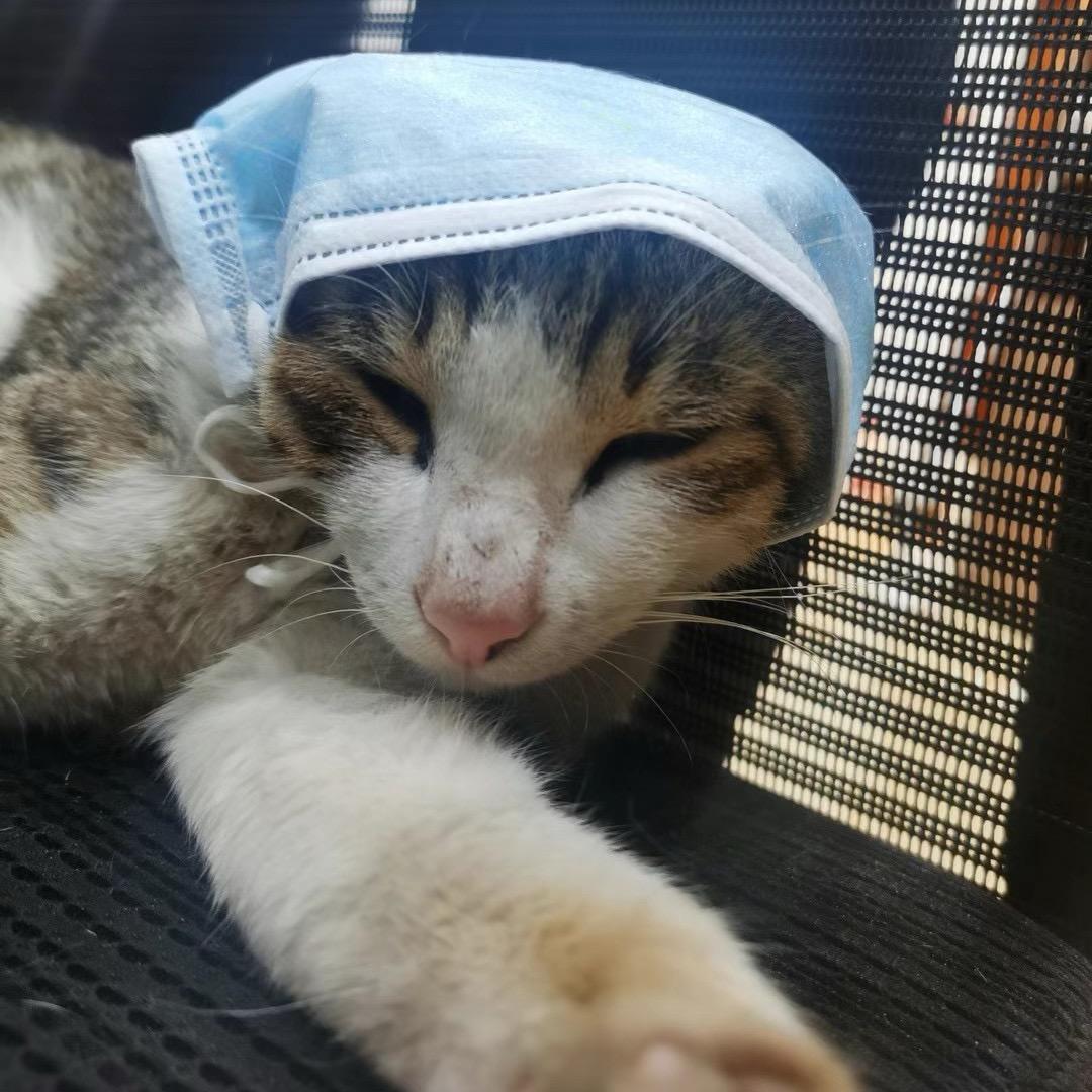 叫来一车面包人