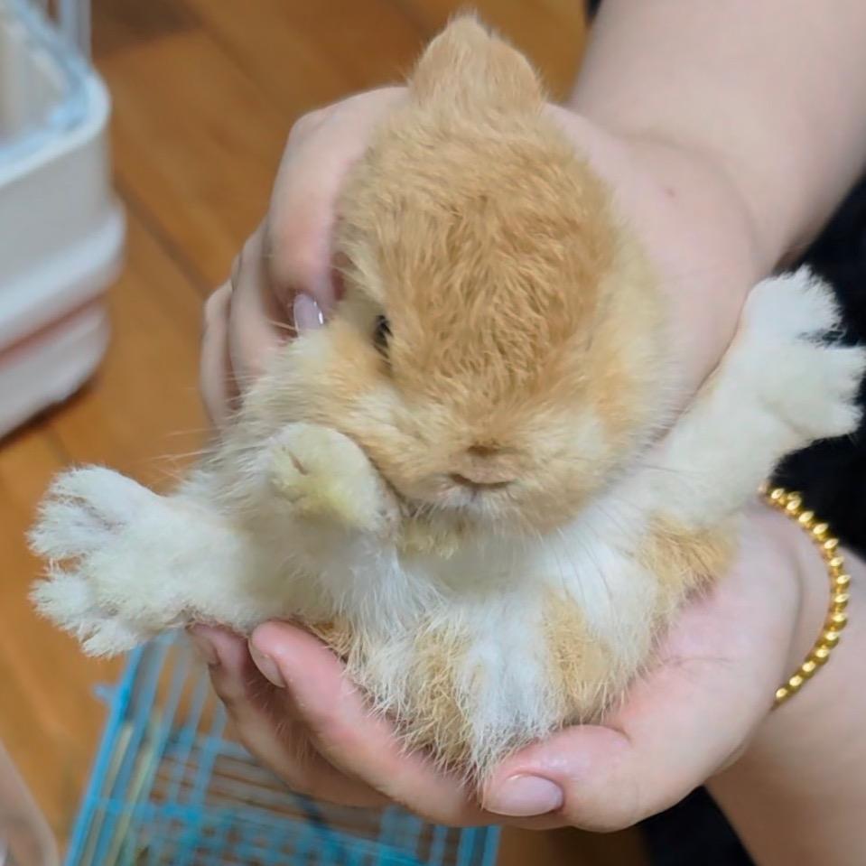一只小橘子🐰