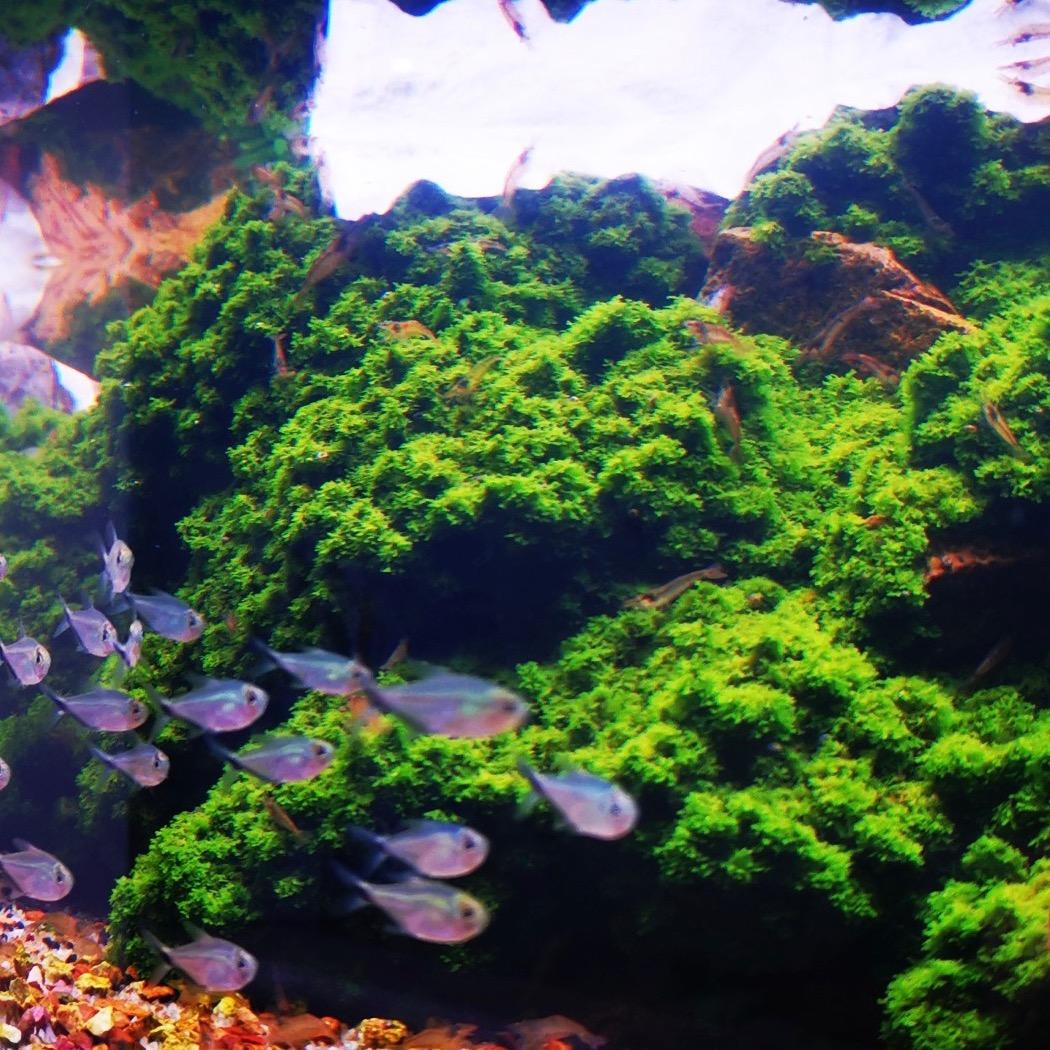 缘起水下叶水草繁殖工作室