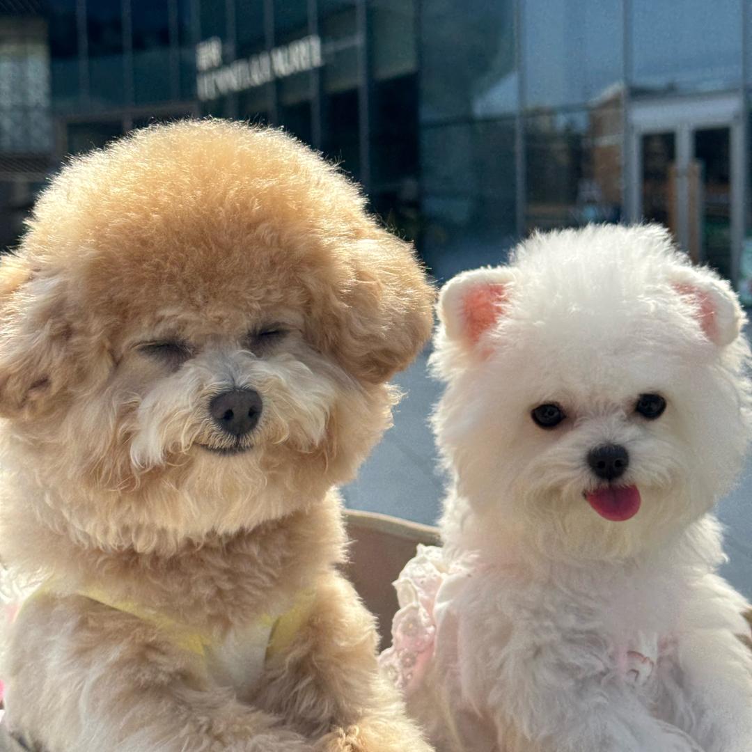 泰迪佩奇Page🐷