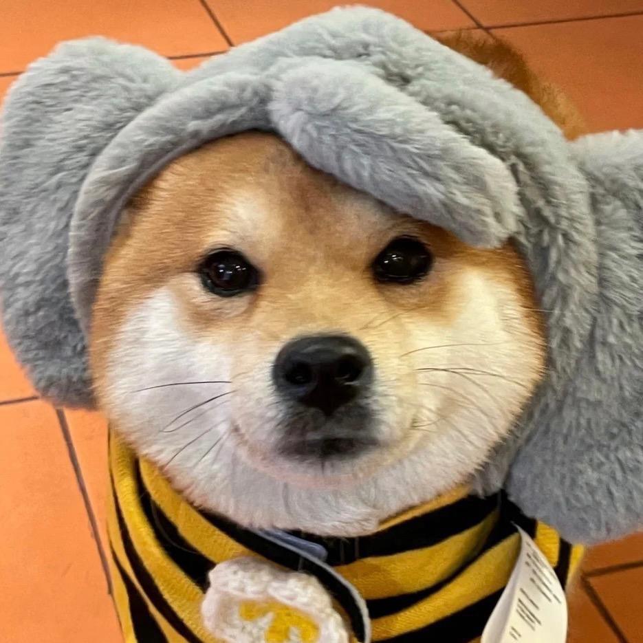 布达小柴🐶