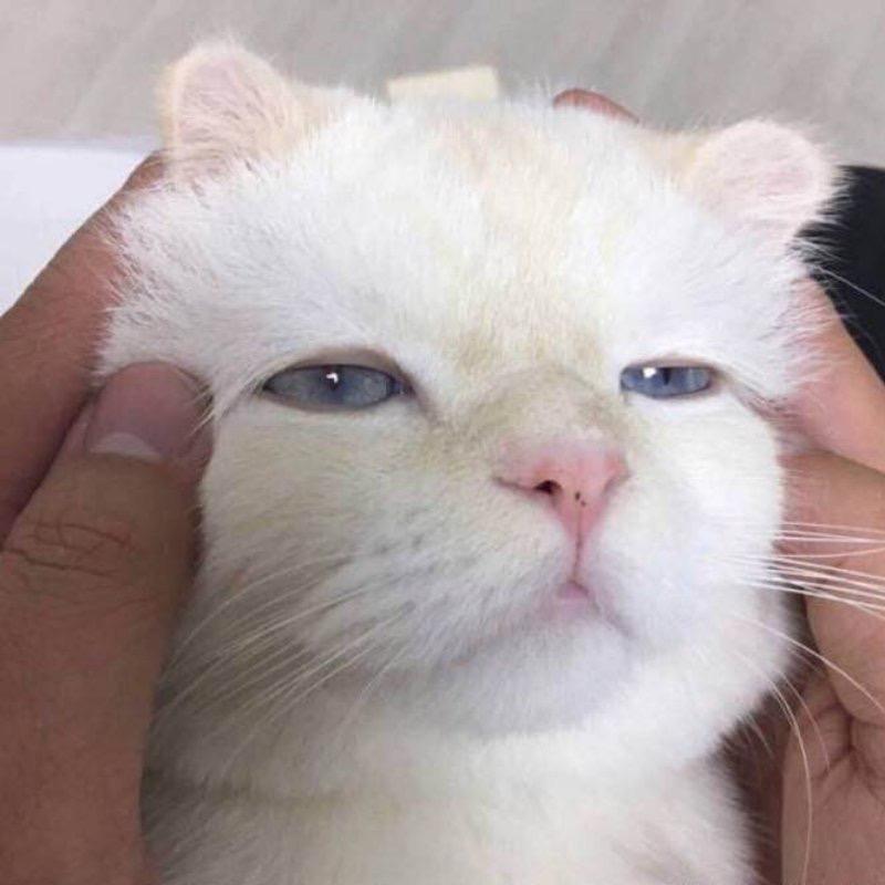 头像是只🐱