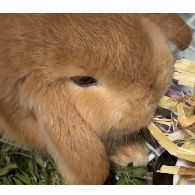 金豆超能吃