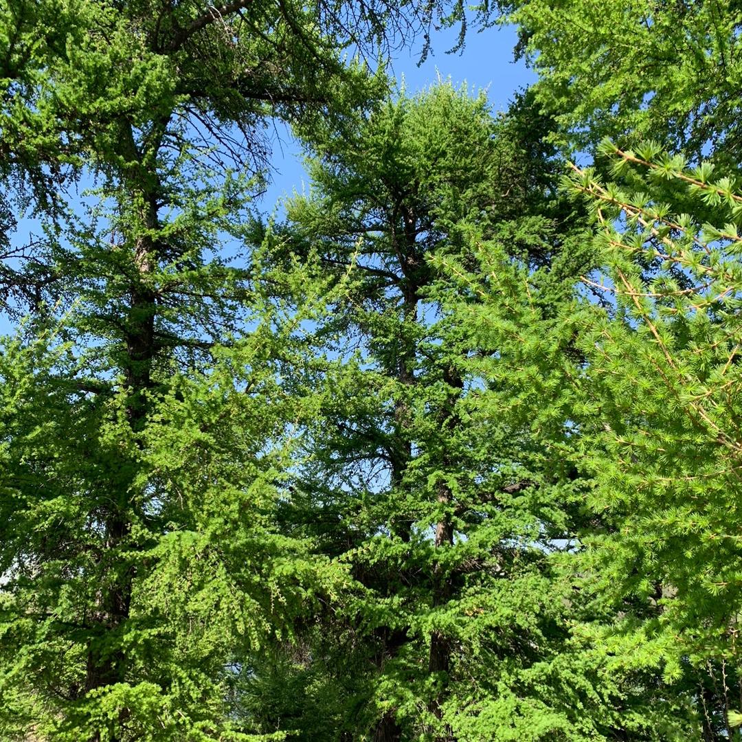 阿威王者荣耀边升级