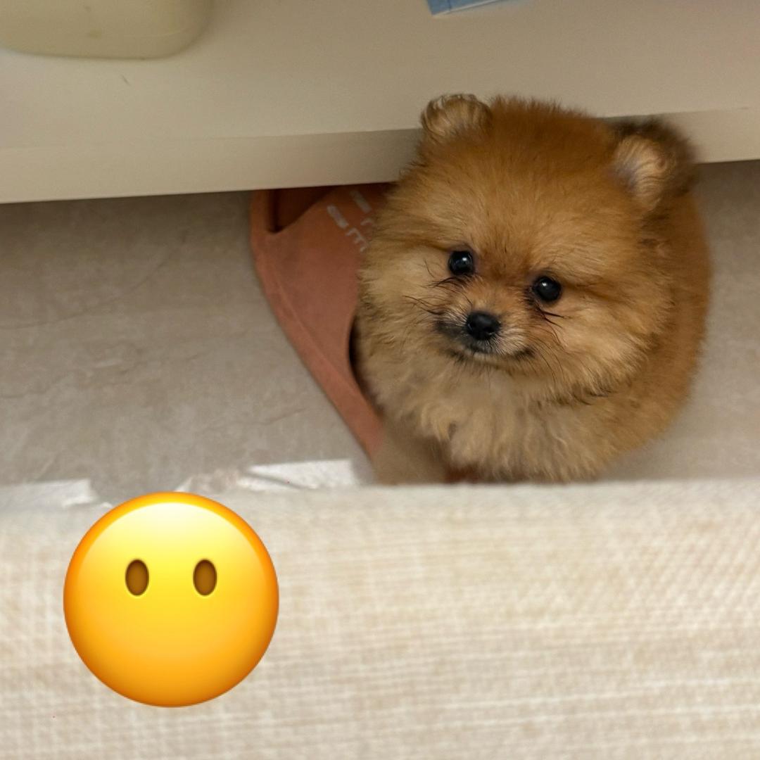干脆面不是小浣熊