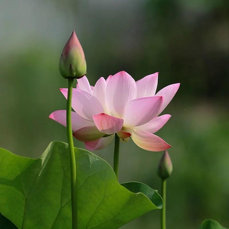 芭拉大香蕉