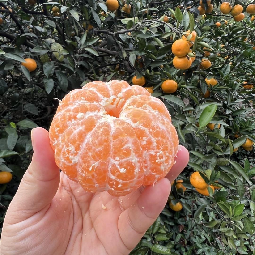 一路发蔬菜水果农场基地