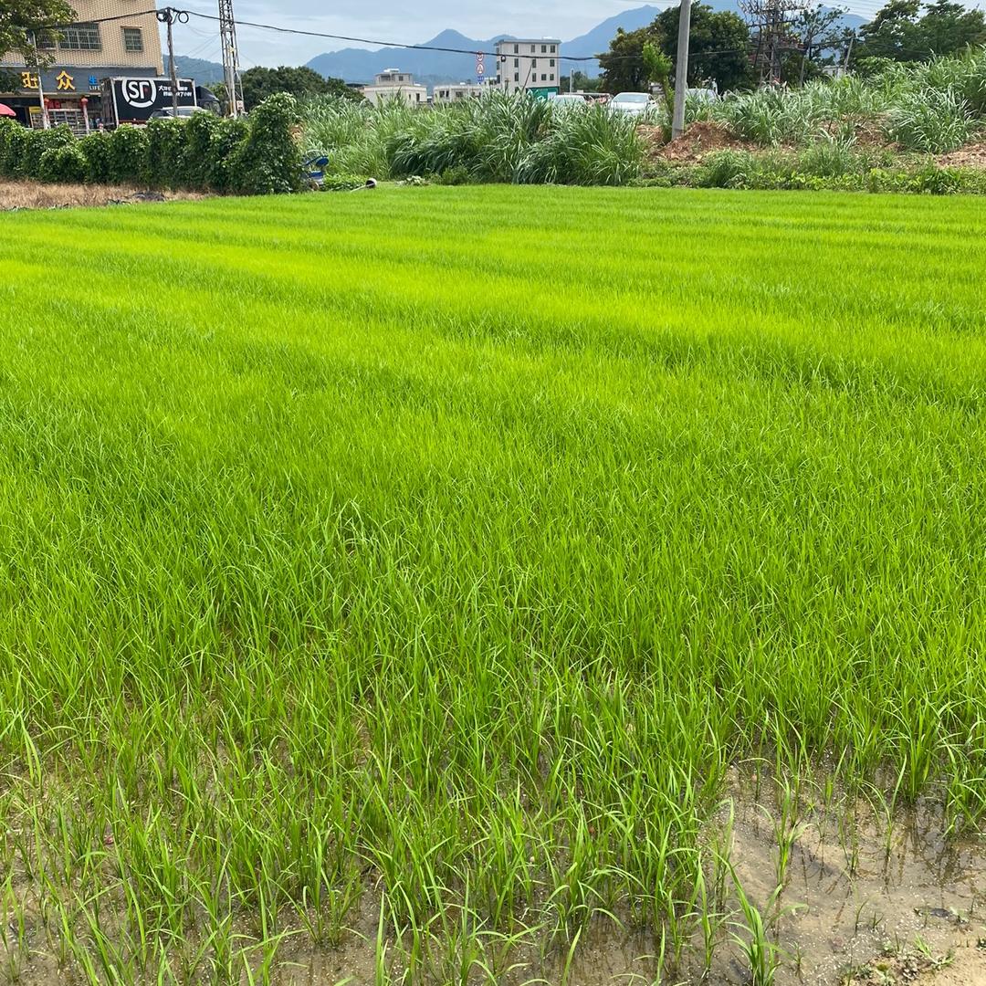 思念遥远的你