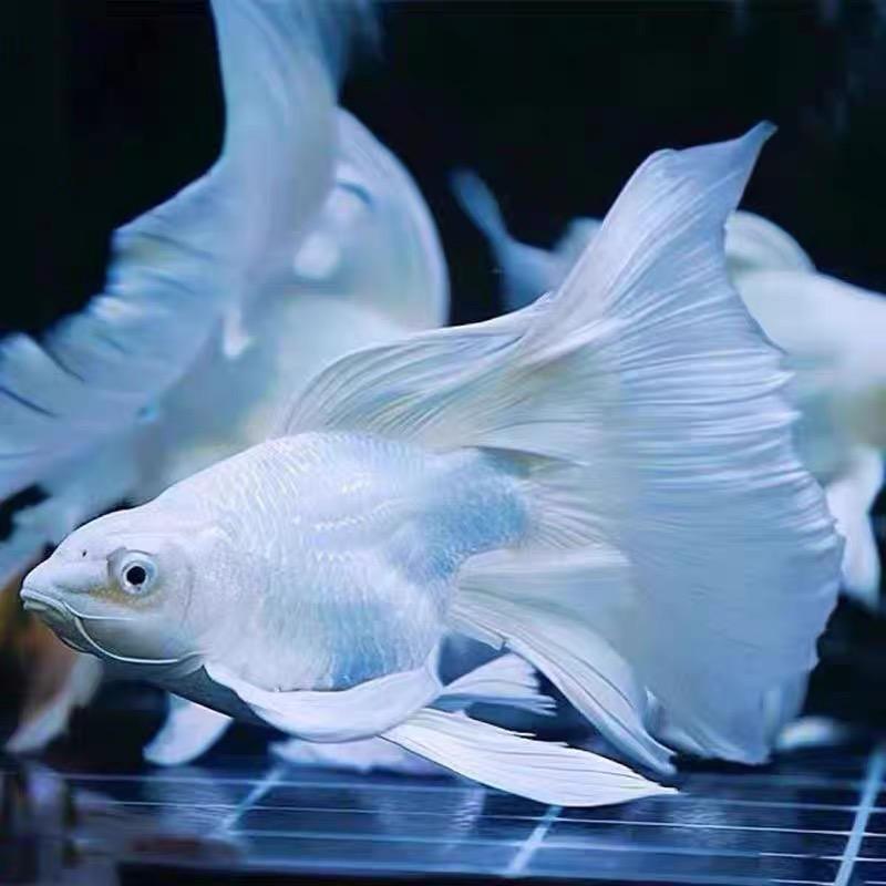 东升观赏鱼