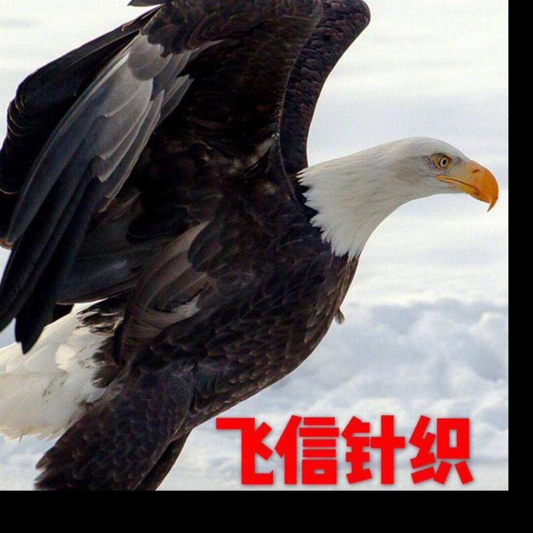 飞信针织
