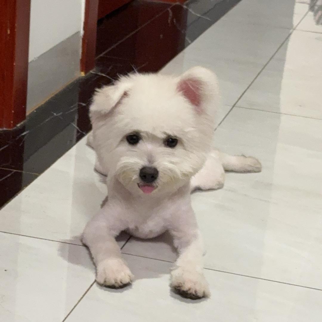 小短腿护卫队🦴