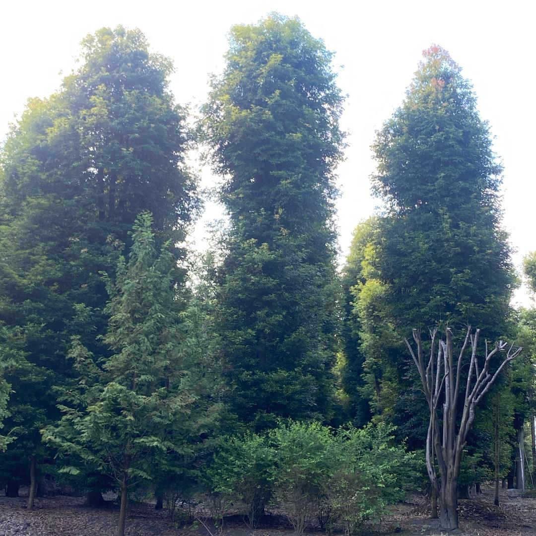 四川百川金丝楠木种植基地