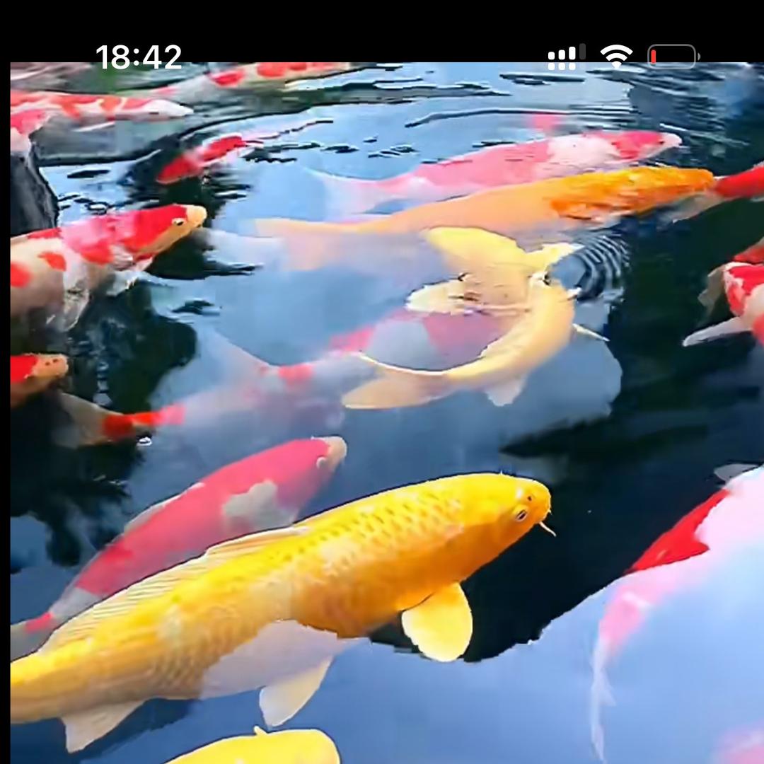 锦佳锦鲤