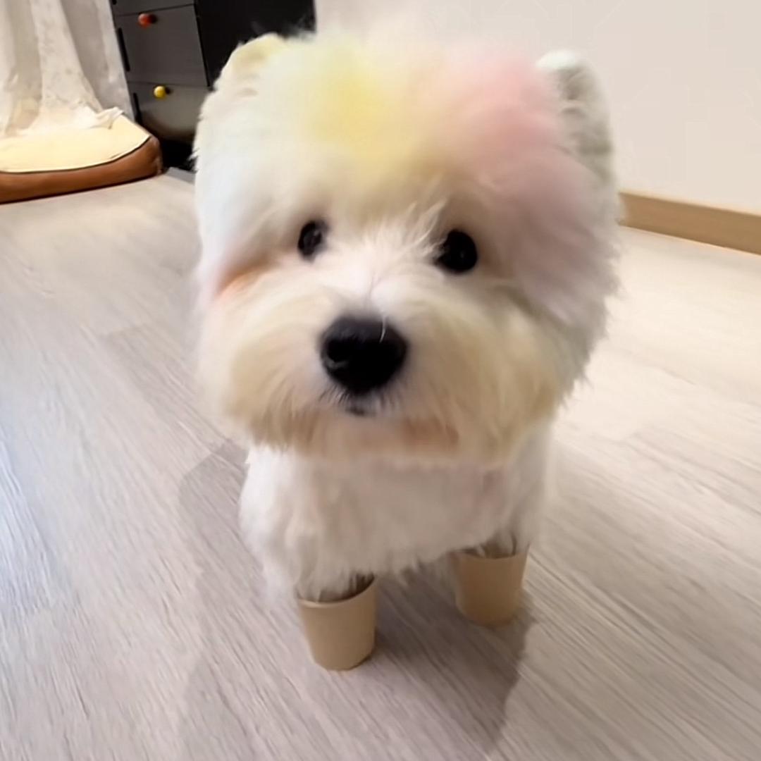 ꉂ ᳐˶ᵒ ᵕ ˂˶ ᳐ฅＨｉ