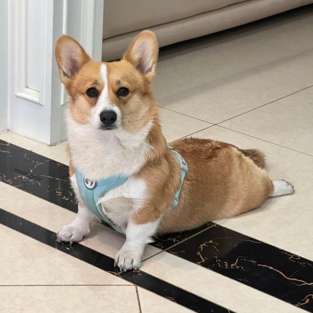 一个养🍑的美女。