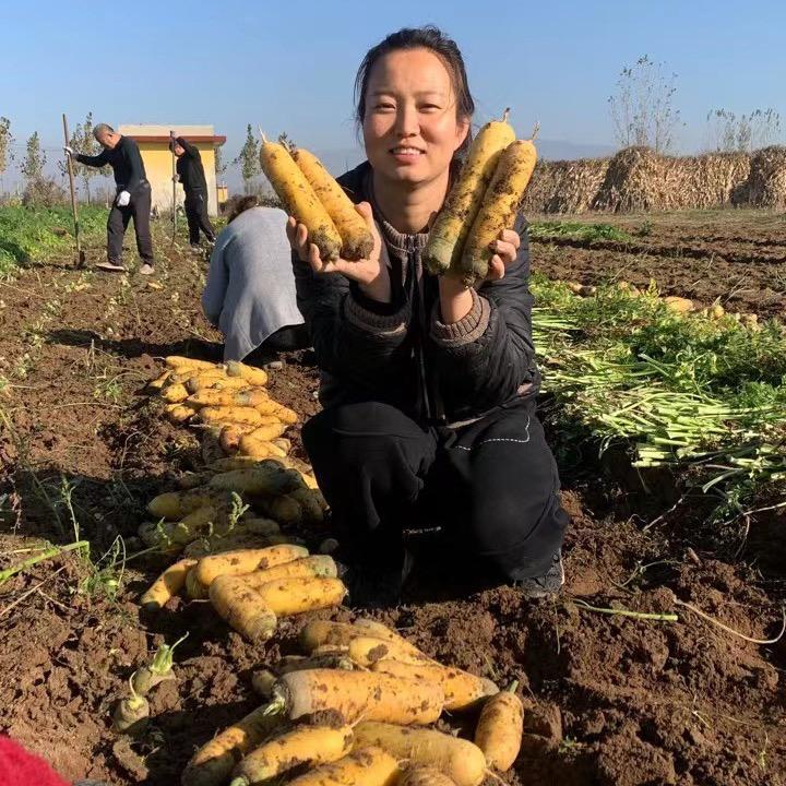 芝芝常年供应黄胡萝卜
