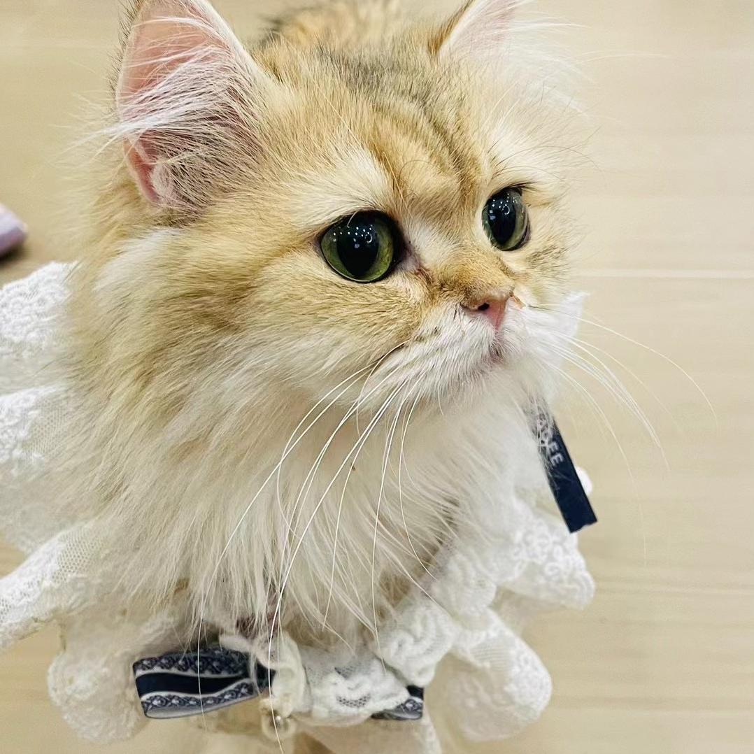 宠贝臻选坊
