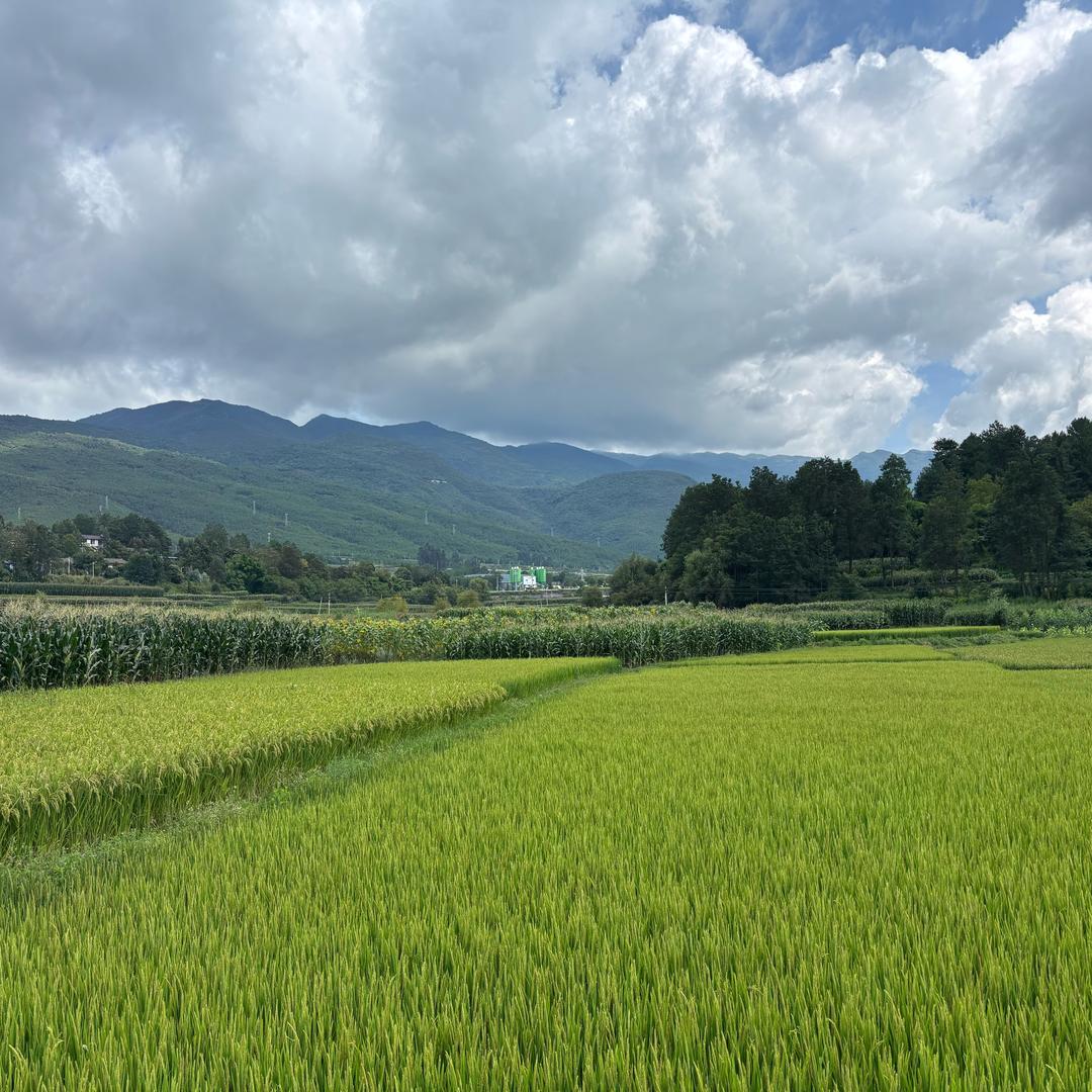 西红柿的民宿🍅（丽江古城民宿）