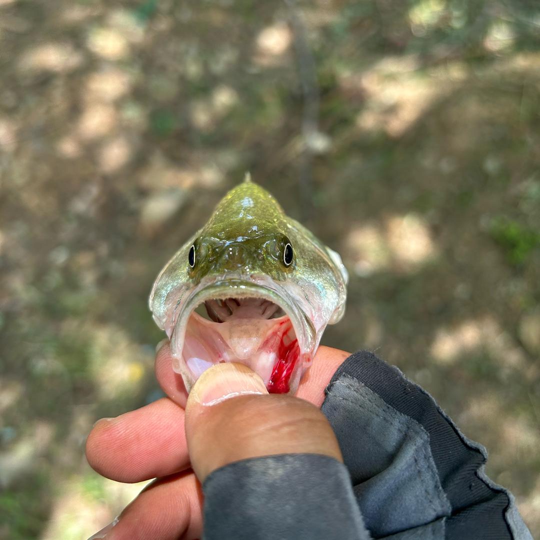 赤眼鳟·路亚🎣