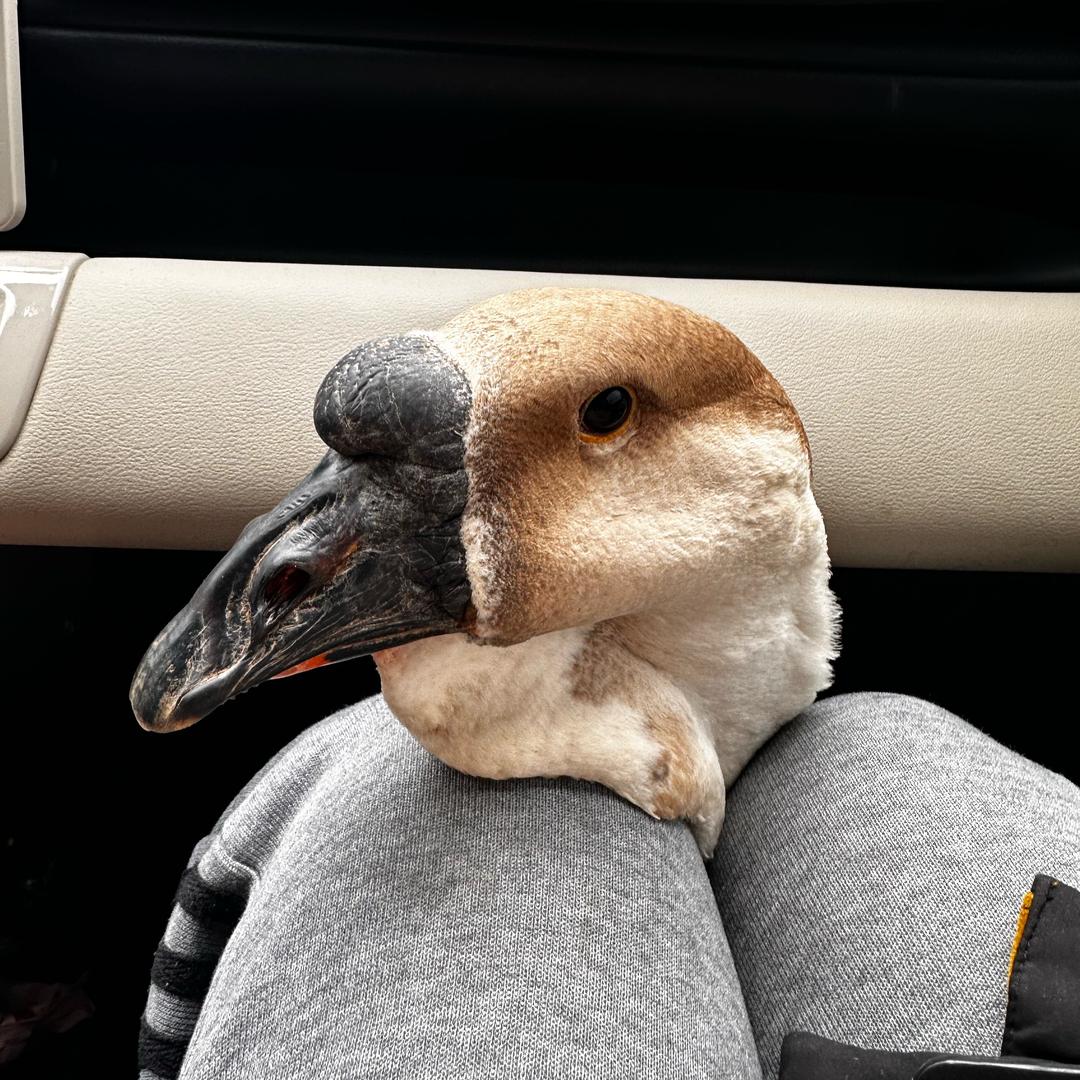 小叶子狮头鹅总店青青