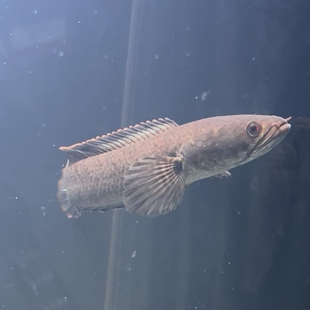 啊顺野生精品彩虹雷龙