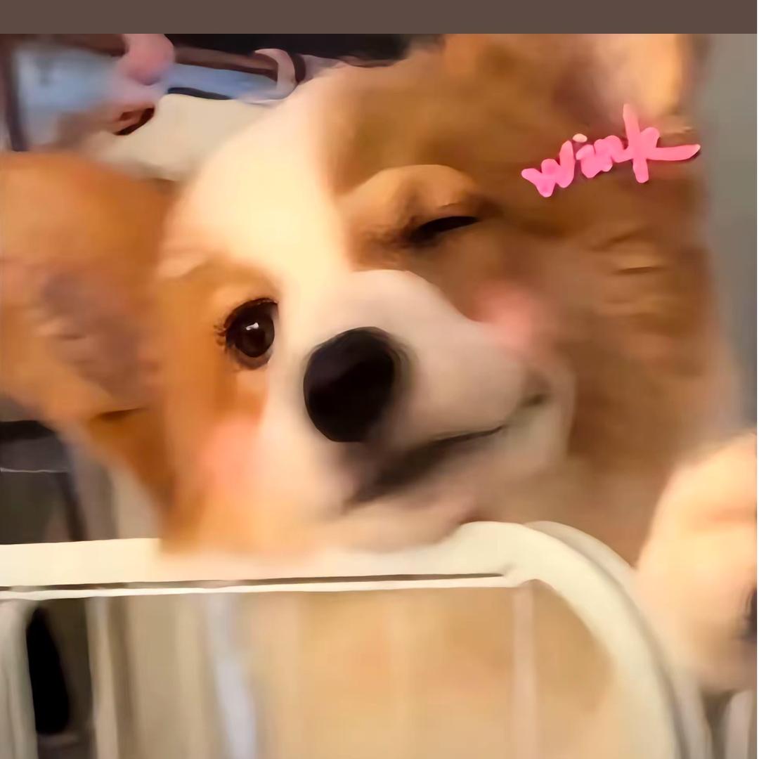 ZvZ
