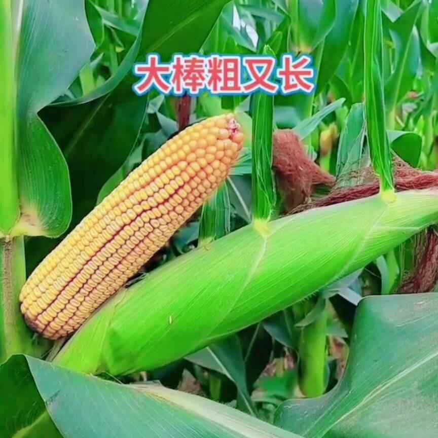 矮秆大棒玉米种子
