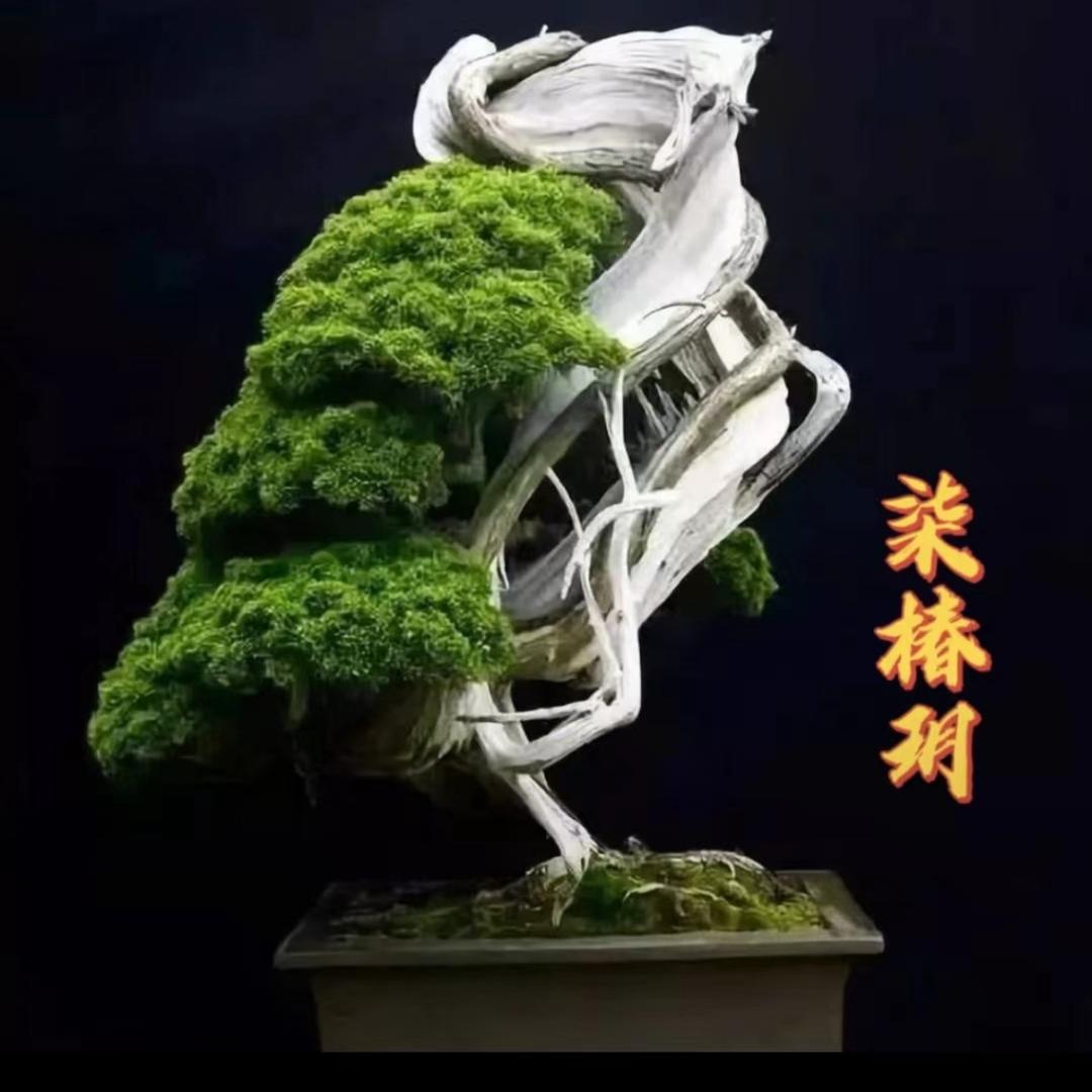 柒椿玥