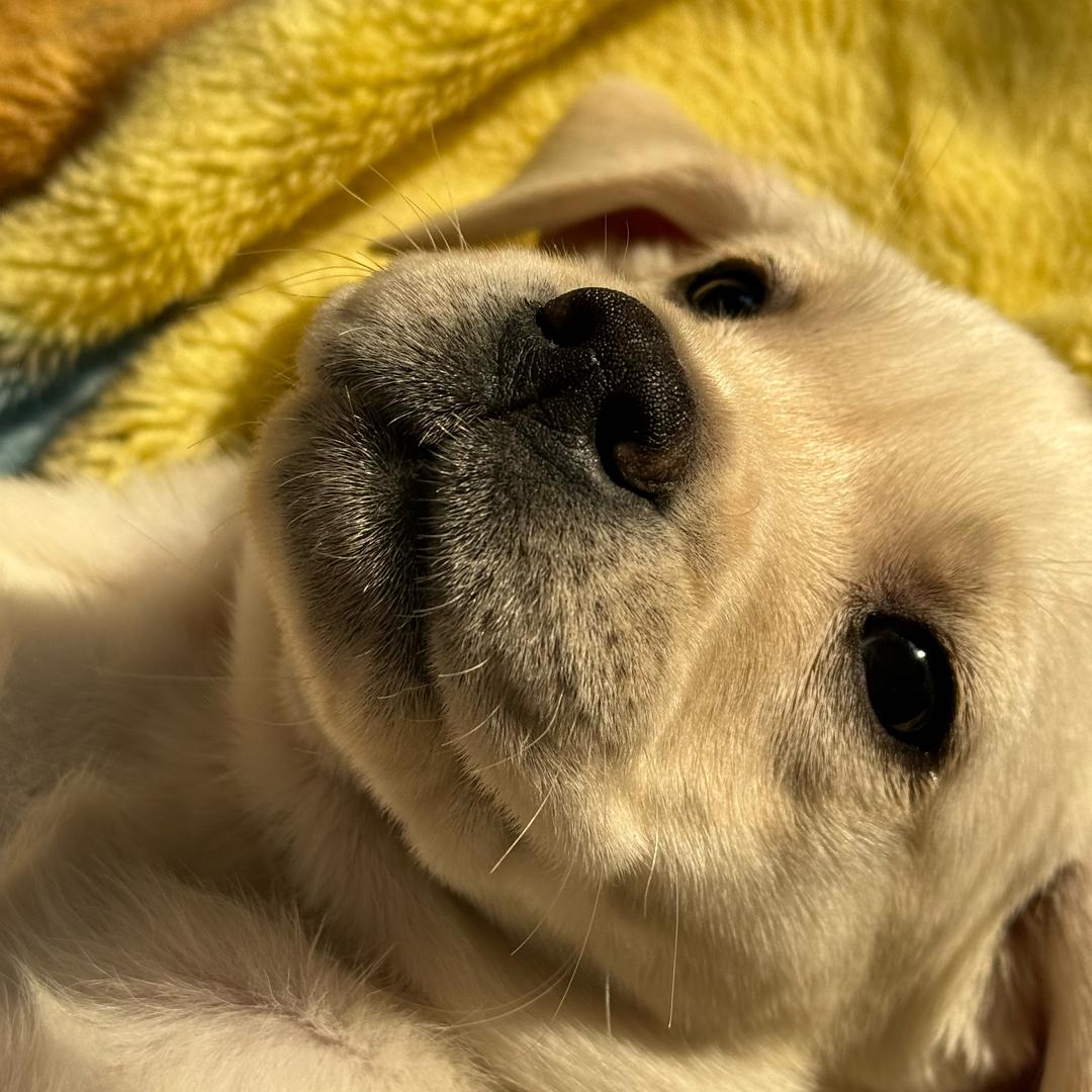 今晚吃土豆（三角洲）