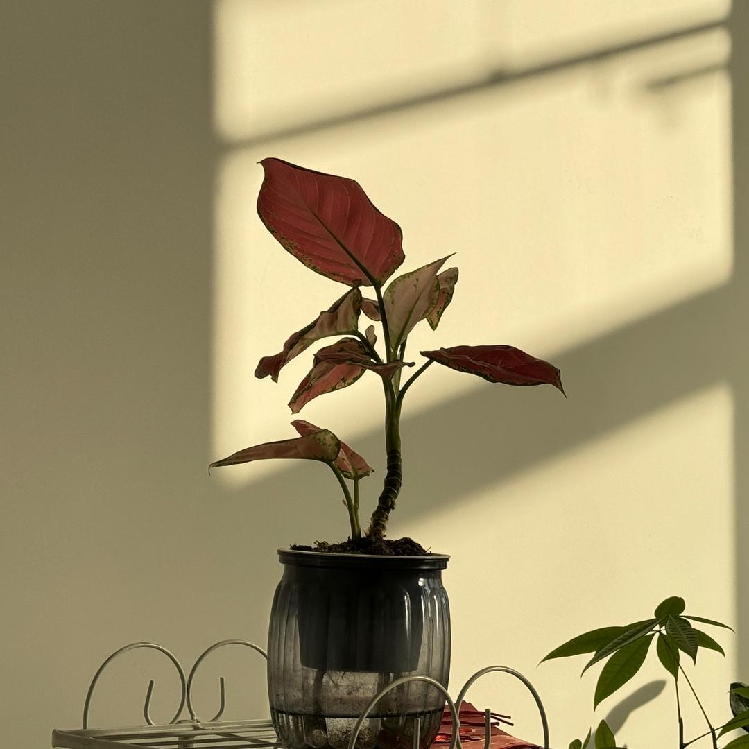 小宫