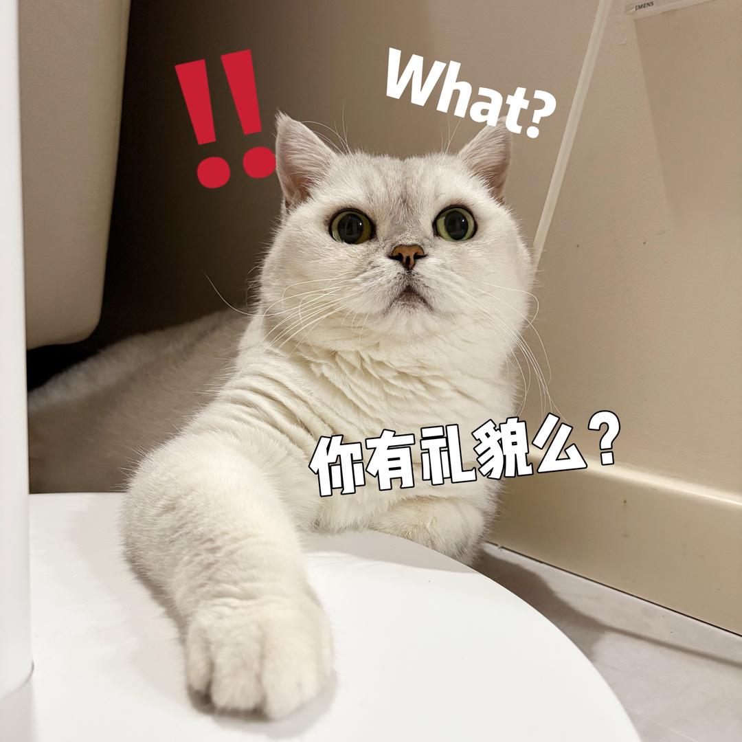 半糖去冰小银猫🐱