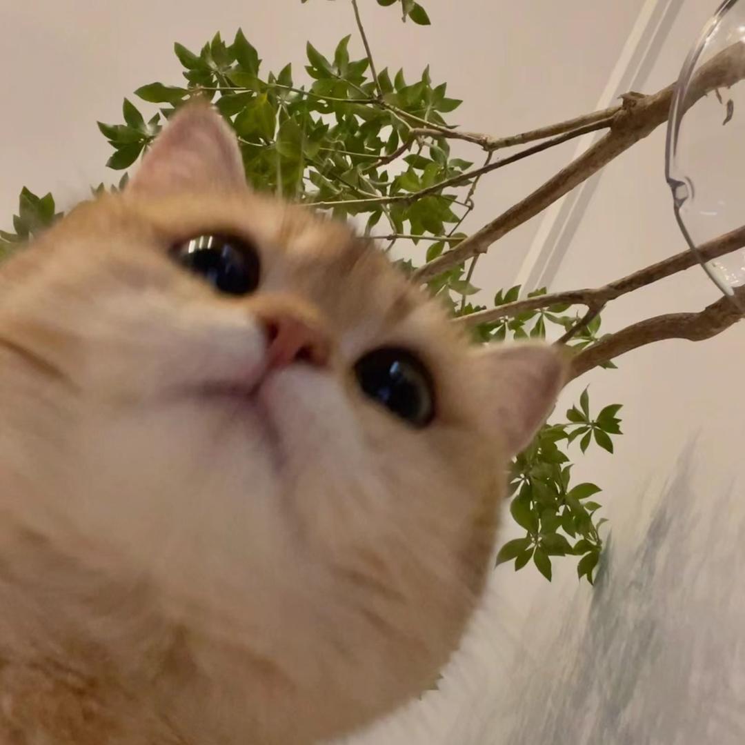 沪上炸鸡