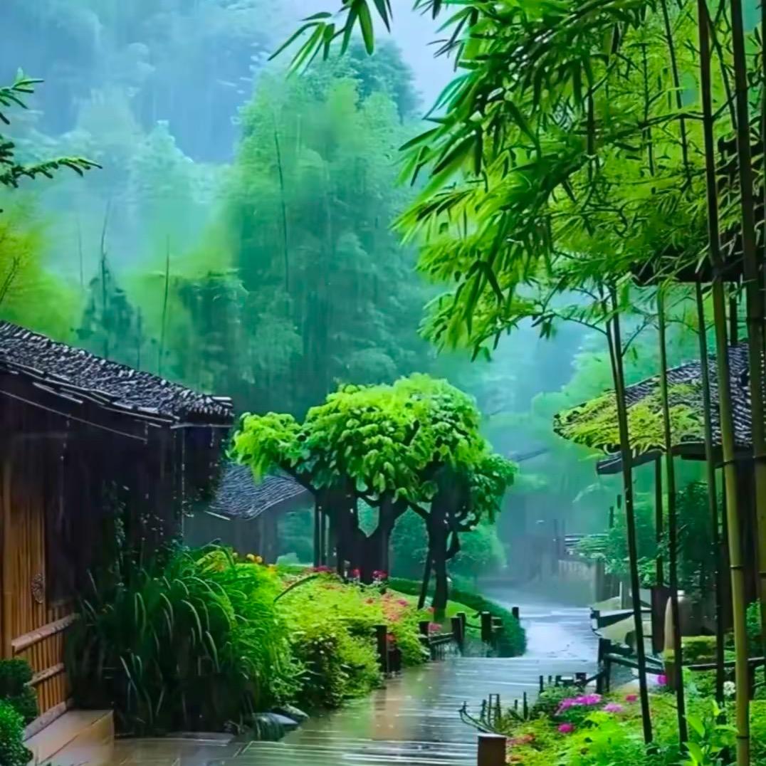 竹林听雨