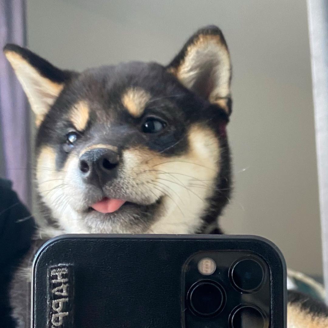 柴犬奥利奥
