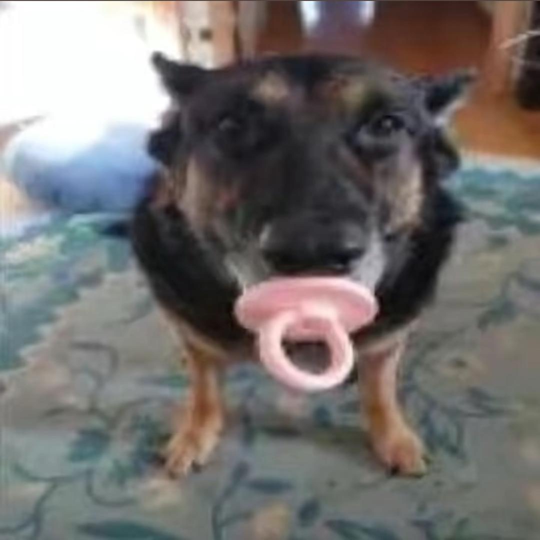 我是一个小人.🦒