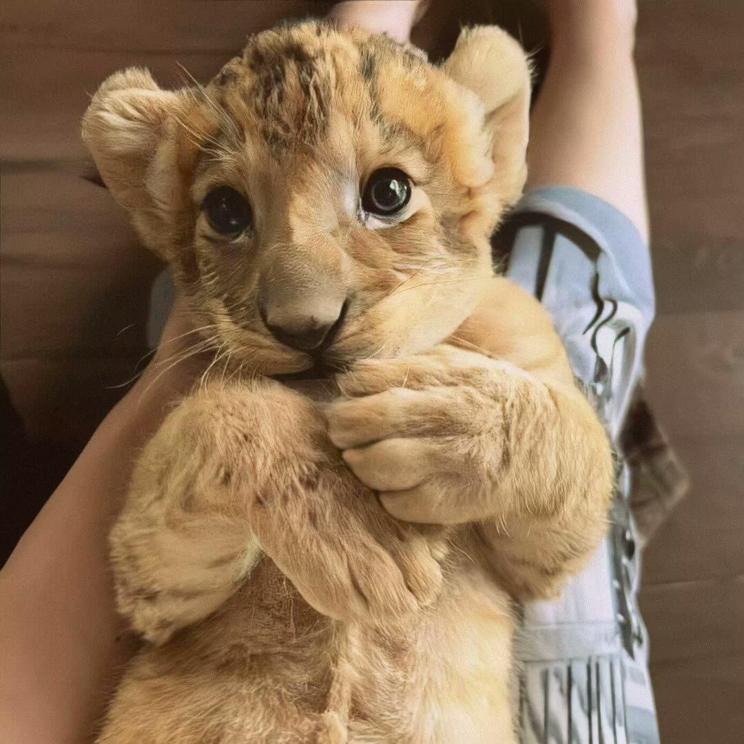 爱吃麻辣猪皮供