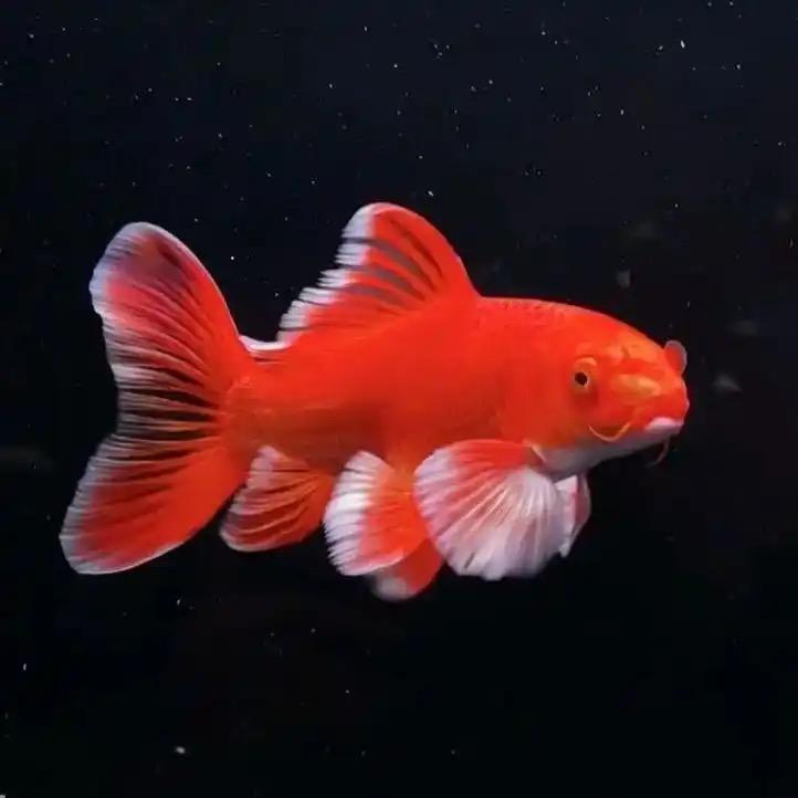 梦隐.聊鱼.养🐟
