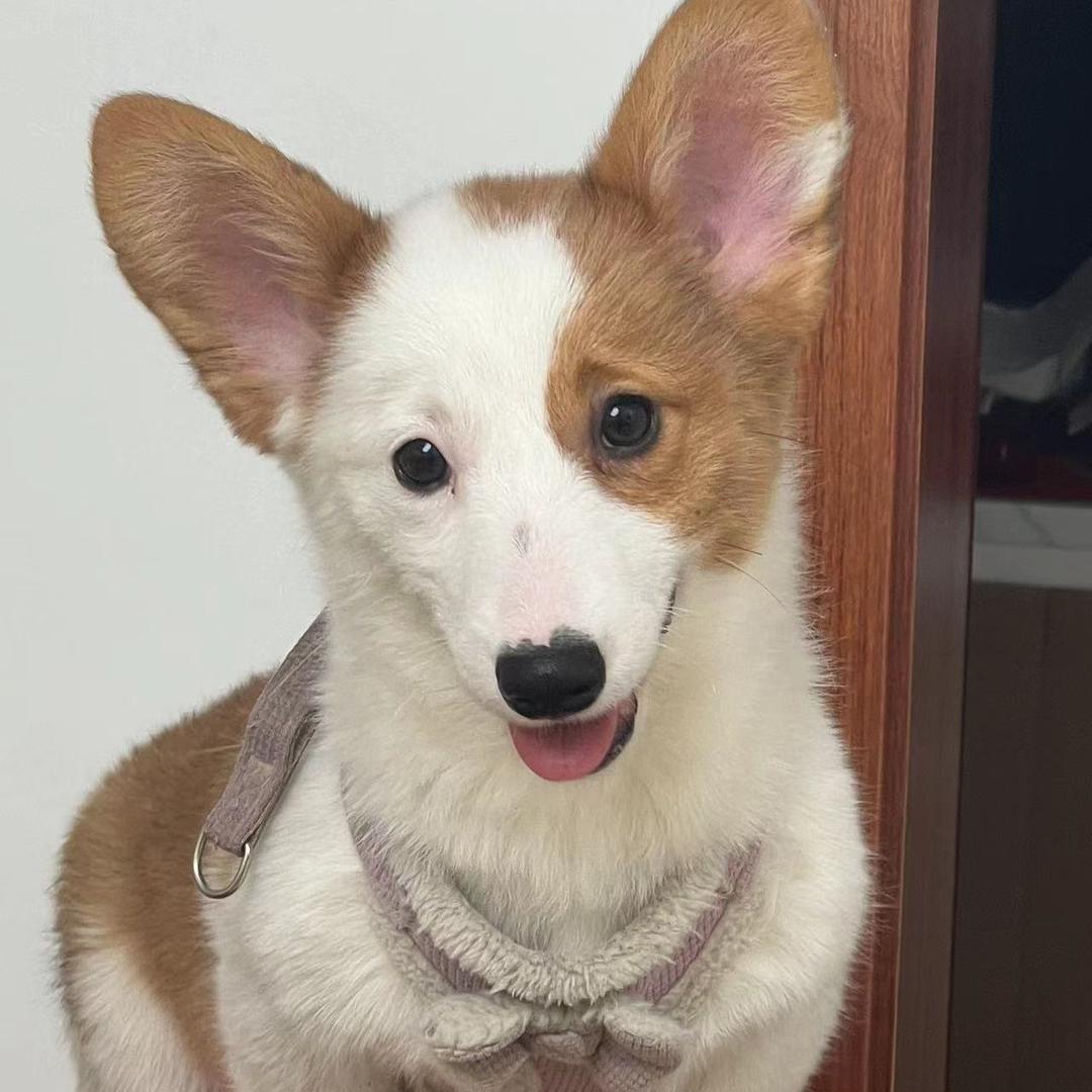 柯基 lucky不爱音乐