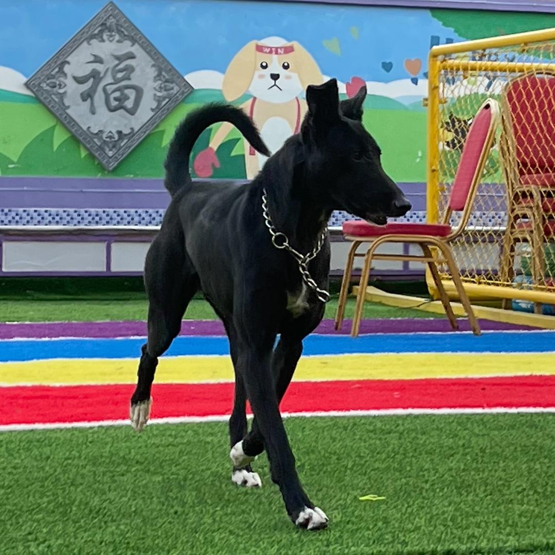 我的九只毛孩