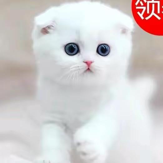 叮咚猫咪