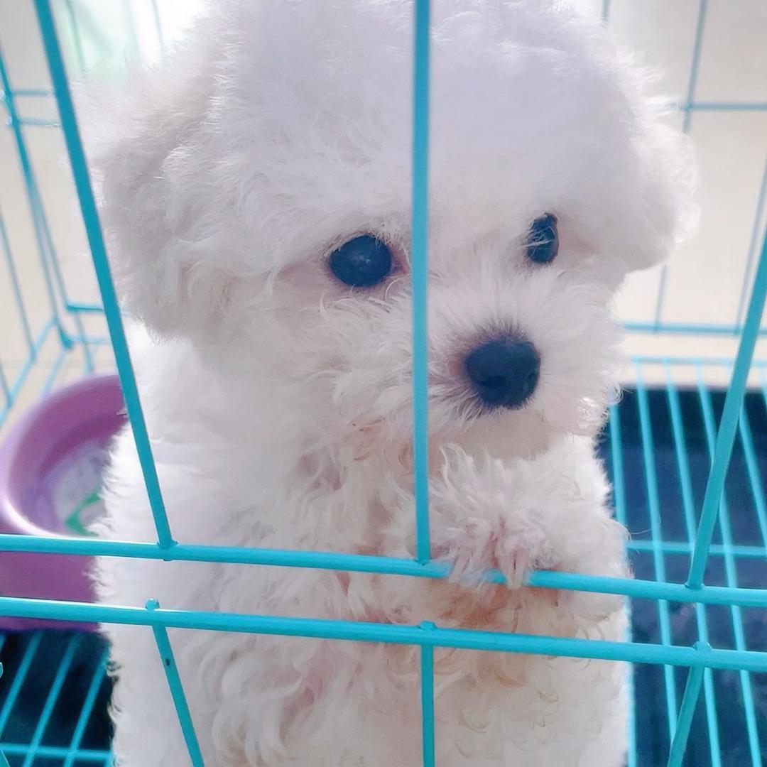 糖果（比熊妹妹）