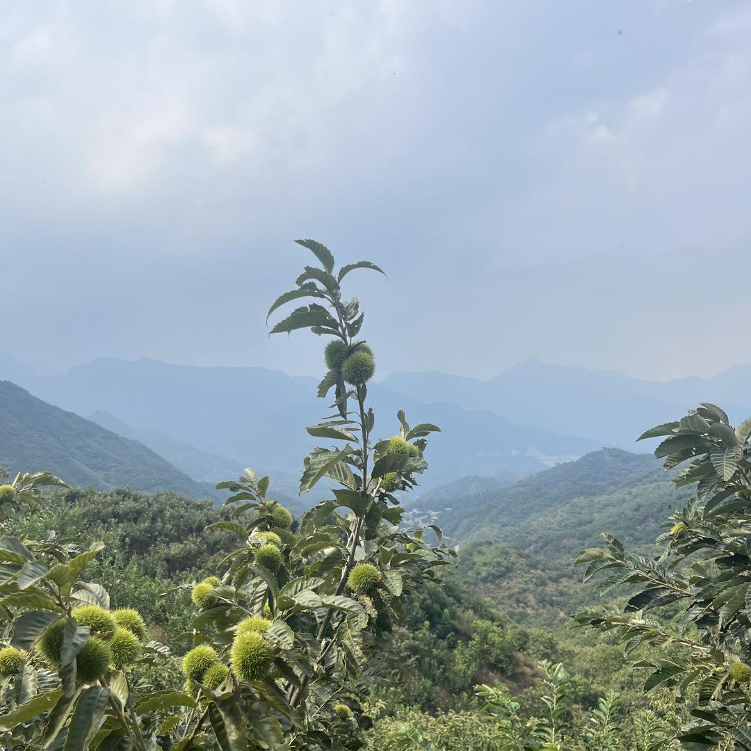 原香百货（山货）