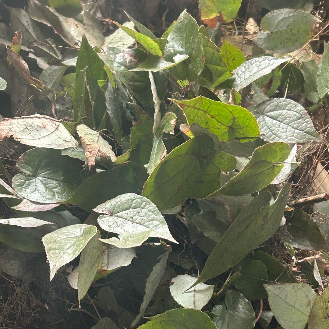 名周药业梦梦