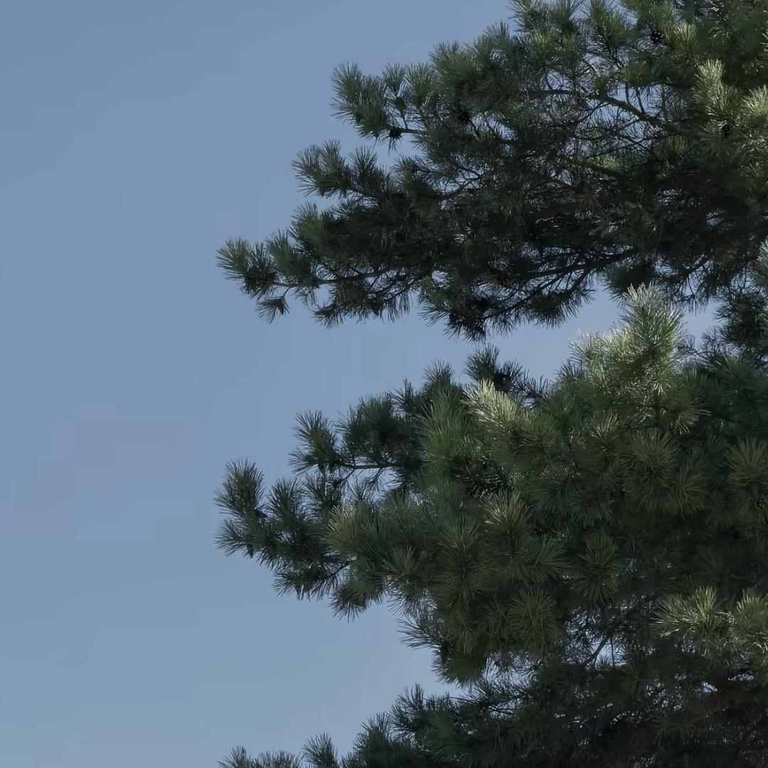 🌲求你别吃了