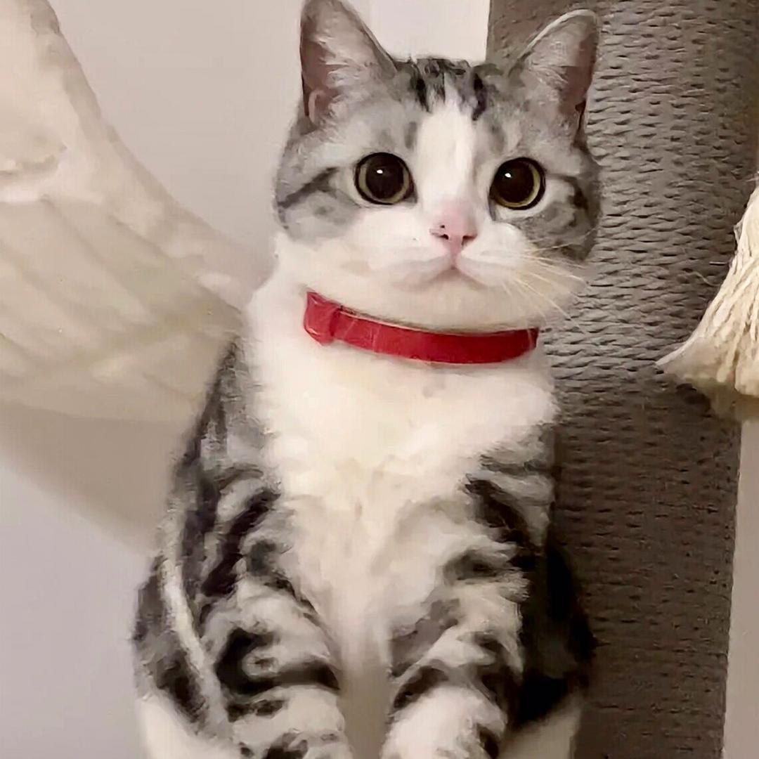 深圳宠物丨弥猫