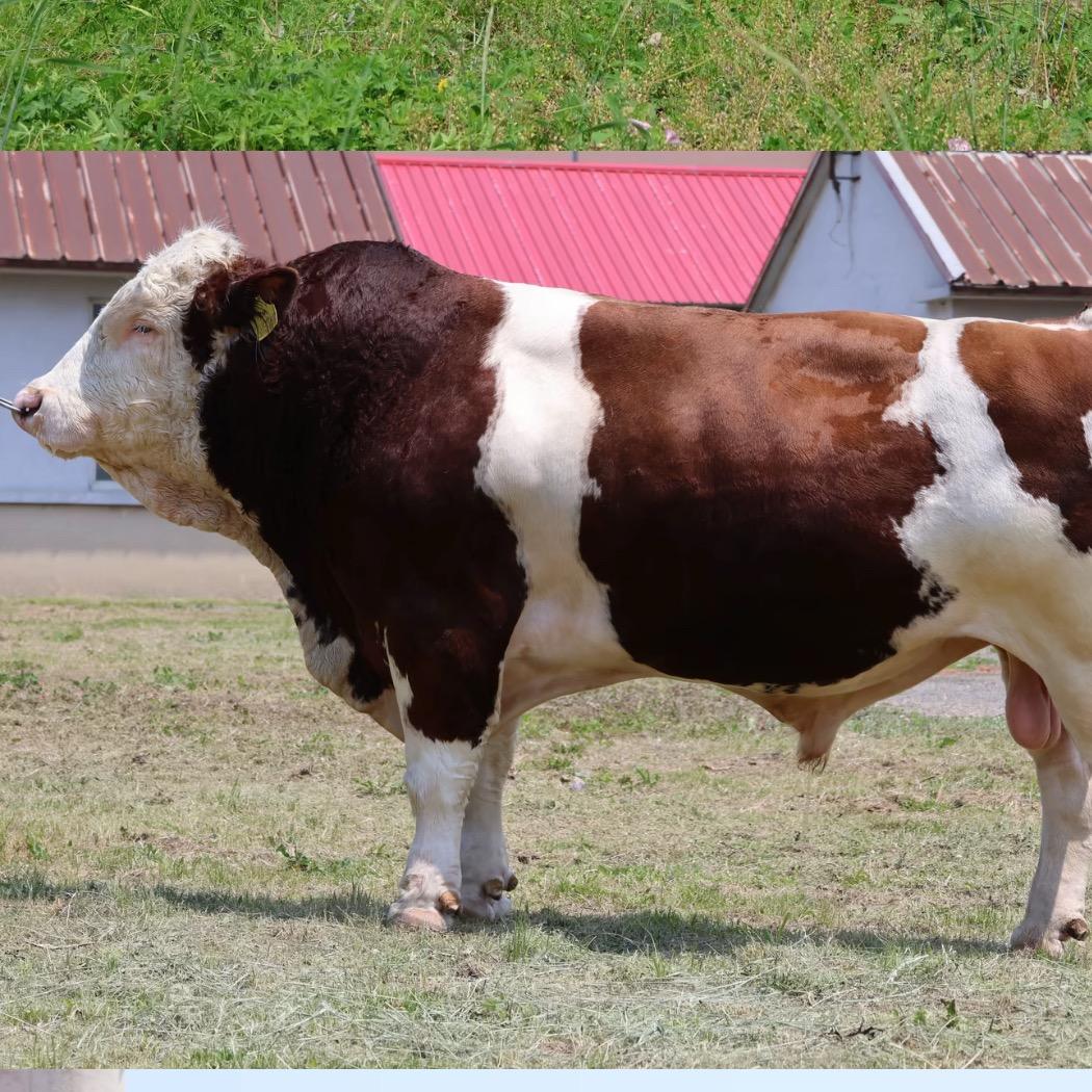 今日牛羊🐮🐑