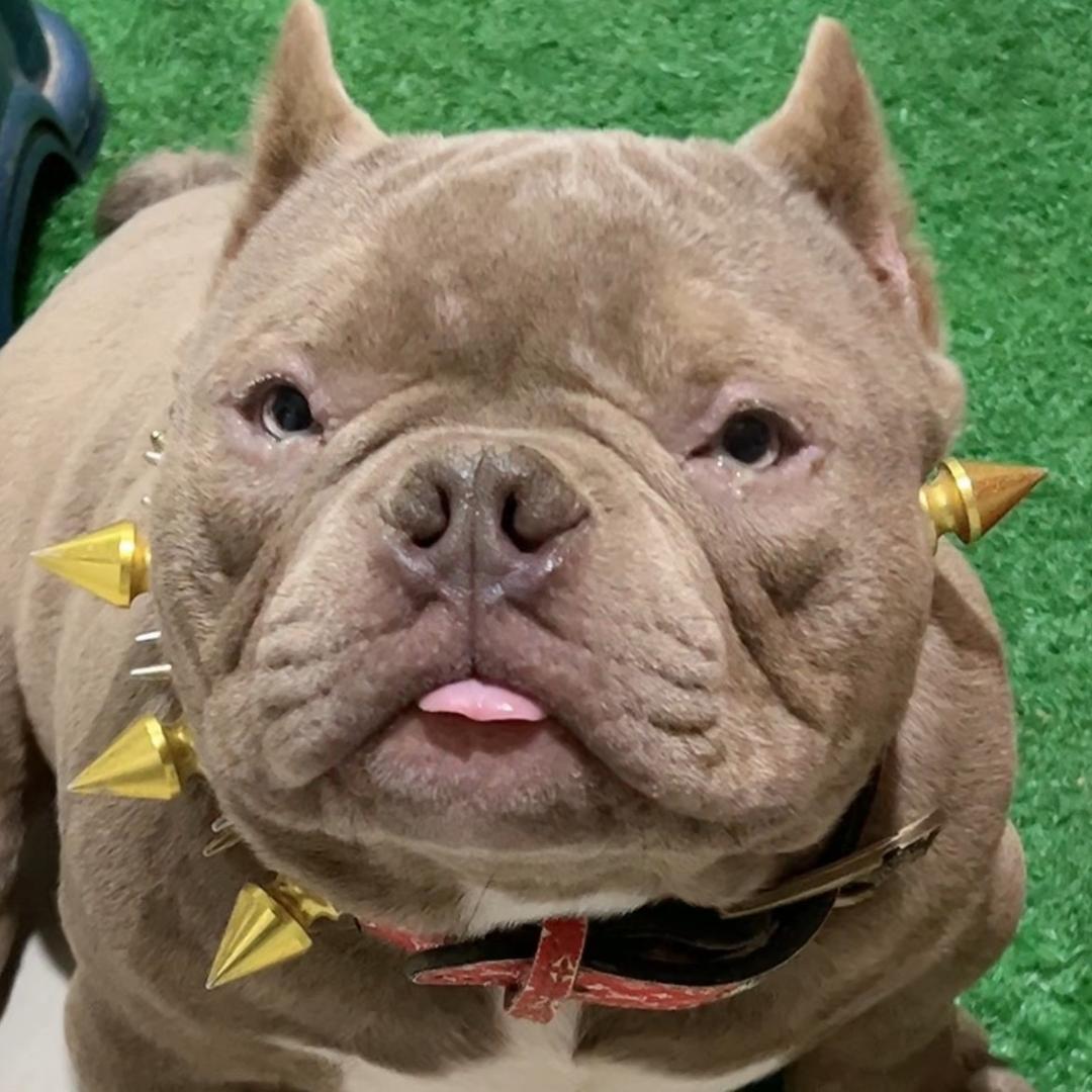 芳妹恶霸犬