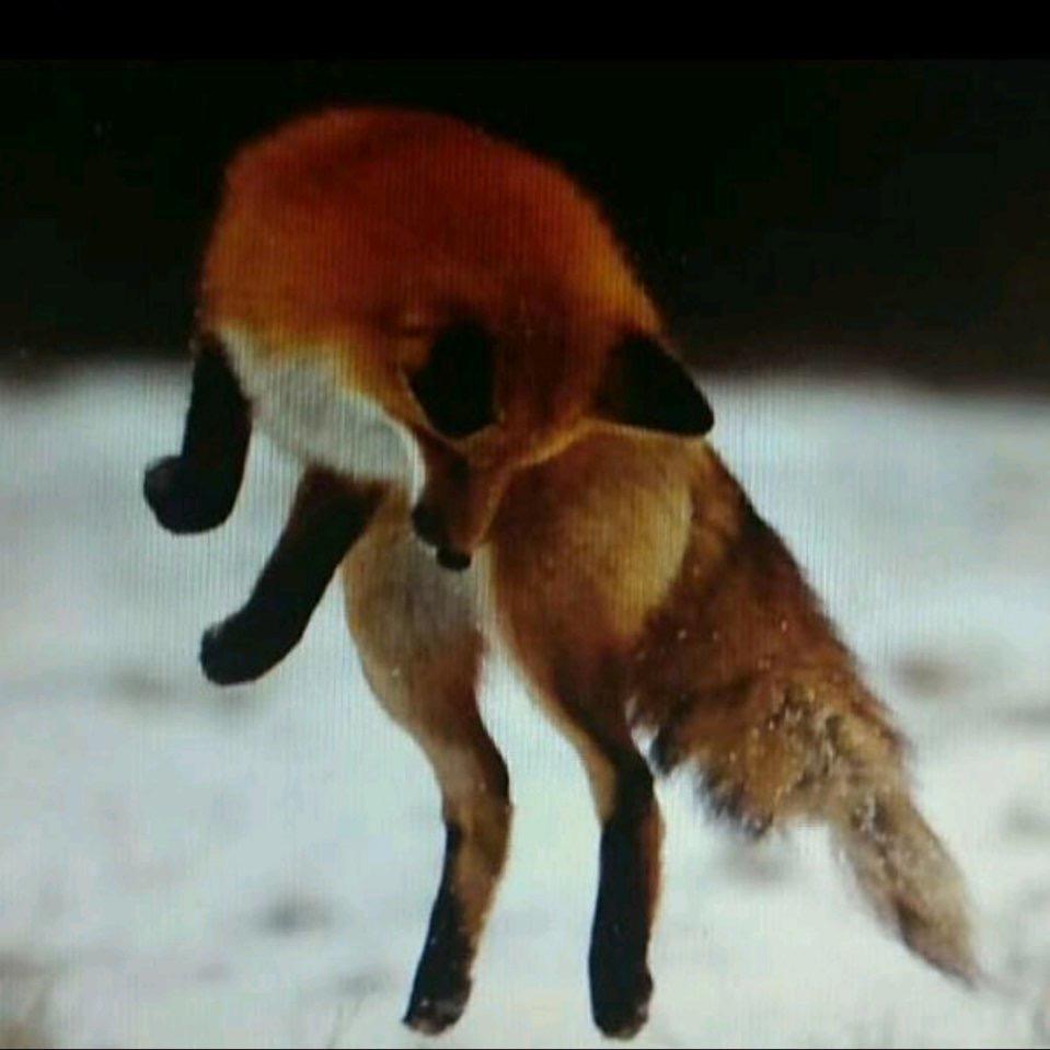 孝哥