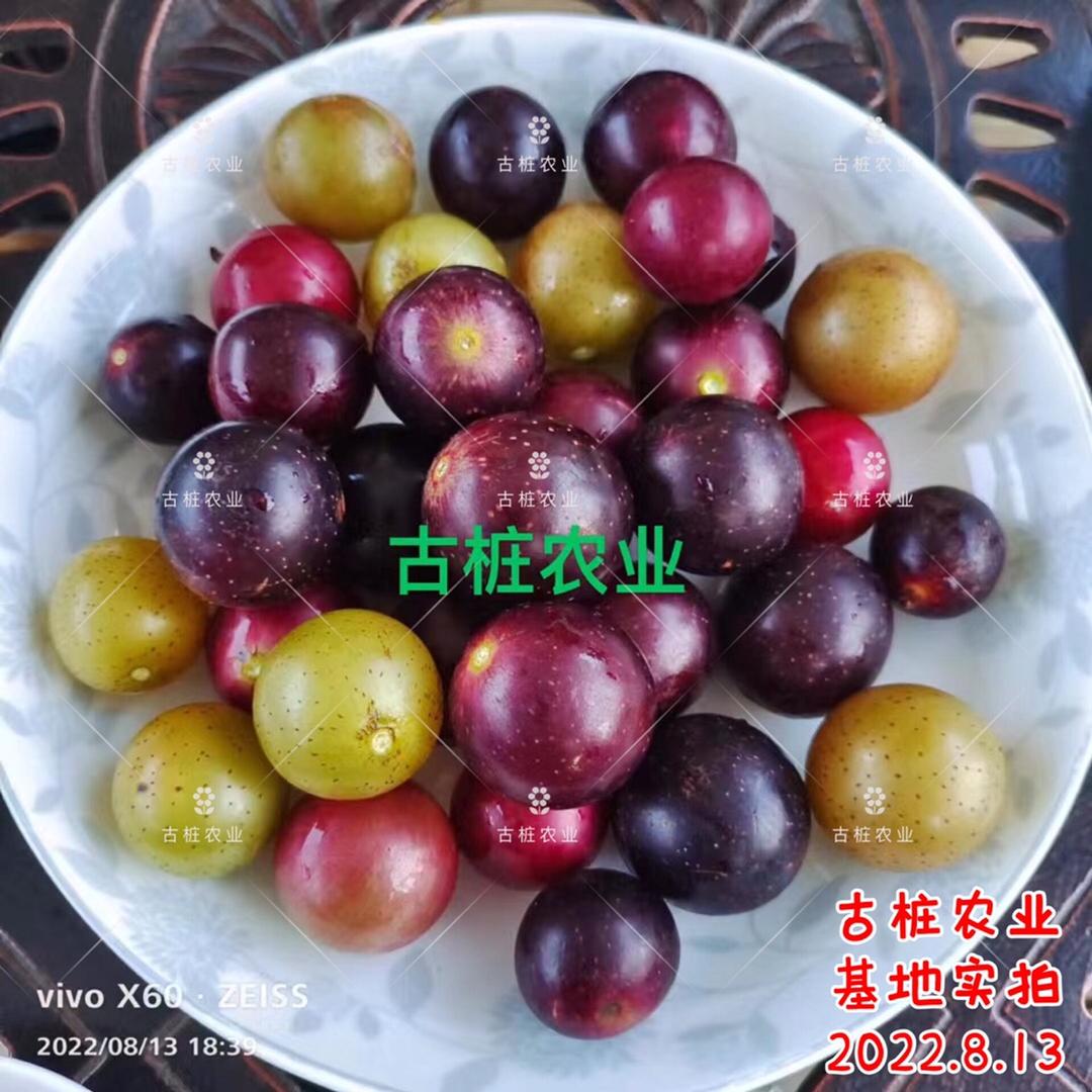 古桩古桩专卖店直播号
