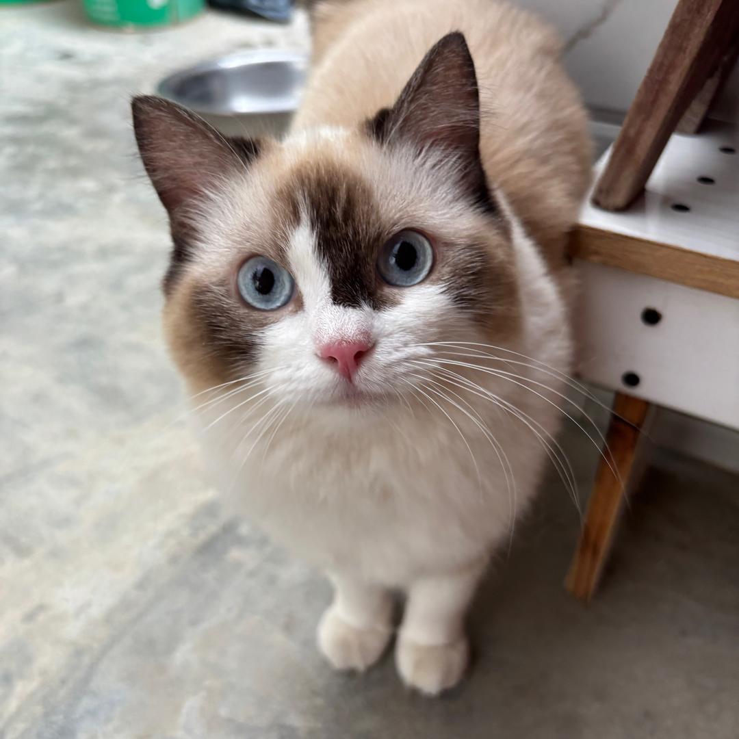 丑丑的猫👻（有关必回）